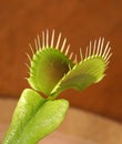 Venus flytrap Dionaea muscipula in a pot Royalty Free Stock Photo