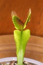 Venus flytrap Dionaea muscipula in a pot Royalty Free Stock Photo