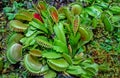 Venus flytrap Dionaea muscipula - predatory, insectivorous plant Royalty Free Stock Photo