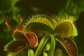 Venus Flytrap (Dionaea muscipula) Royalty Free Stock Photo
