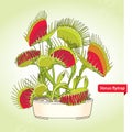Venus Flytrap or Dionaea muscipula in the round flowerpot on the light green background. Illustrated series of carnivorous plants.