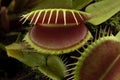Venus flytrap, Dionaea muscipula, subtropical carnivorous plant