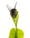Venus flytrap - dionaea muscipula Royalty Free Stock Photo