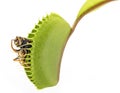 Venus flytrap - dionaea muscipula Royalty Free Stock Photo