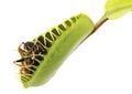 Venus flytrap - dionaea muscipula Royalty Free Stock Photo