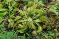 Venus flytrap Dionaea muscipula Royalty Free Stock Photo