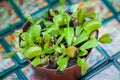 Venus flytrap Dionaea muscipula Royalty Free Stock Photo