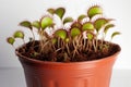 Venus Flytrap Dionaea Muscipula In A White Pot On A White Background. Generative AI Royalty Free Stock Photo