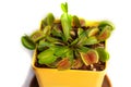 Venus flytrap. An exotic plant. Live trap for insects. Insectivorous plant