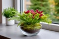 Venus flytrap and fern terrarium on windowsill Royalty Free Stock Photo