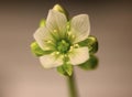 Venus flytrap flower Royalty Free Stock Photo