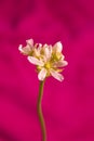 Venus flytrap flower in bloom Royalty Free Stock Photo