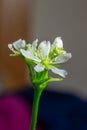 Venus flytrap flower in bloom Royalty Free Stock Photo