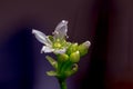 Venus flytrap flower in bloom Royalty Free Stock Photo