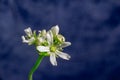 Venus flytrap flower in bloom Royalty Free Stock Photo