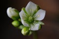 Venus flytrap flower Royalty Free Stock Photo