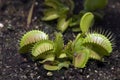 Venus flytrap in garden bed Royalty Free Stock Photo