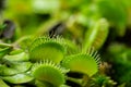 Venus flytrap green traps Dionaea muscipula close-up. Carnivorous plant predator Venus flytrap lures insects Royalty Free Stock Photo