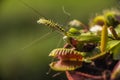 Venus Flytrap hunted cellar spider at early morning