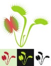 Venus Flytrap