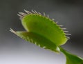 Venus flytrap leaf Royalty Free Stock Photo