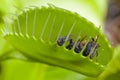 Venus flytrap leaf eating fly