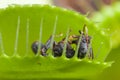 Venus flytrap leaf eating fly