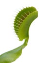 Venus Flytrap Leaf Trap on White Background Royalty Free Stock Photo