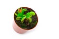 Venus flytrap plant Royalty Free Stock Photo