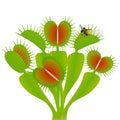 Venus flytrap plant with a bee on a white background. Royalty Free Stock Photo