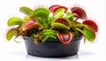 Venus Flytrap Plant in Black Pot with Red Spiked Leaves on White Background Royalty Free Stock Photo