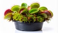 Venus Flytrap Plant in Black Pot Surrounded by Moss on White Background Royalty Free Stock Photo