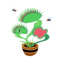 Venus flytrap plant, black ugly flies and carnivorous home flower in a ceramic pot, flat design Royalty Free Stock Photo