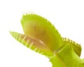 Venus flytrap plant Royalty Free Stock Photo