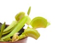 Venus flytrap plant Royalty Free Stock Photo