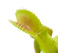 Venus flytrap plant Royalty Free Stock Photo