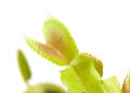 Venus flytrap plant Royalty Free Stock Photo