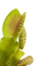 Venus flytrap plant Royalty Free Stock Photo