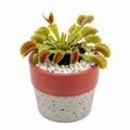 Venus Flytrap Plant in a Two- Tone Pot with White Decorative Stones dionaea muscipula Royalty Free Stock Photo