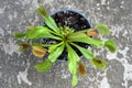 Venus flytrap plant. Top view of Dionaea muscipula in a pot Royalty Free Stock Photo