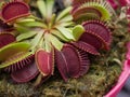 Venus Flytrap plant Royalty Free Stock Photo