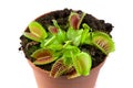 Venus flytrap in a pot Royalty Free Stock Photo