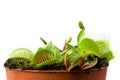 Venus flytrap in a pot Royalty Free Stock Photo