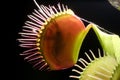 Venus flytrap with spider inside. Dionaea muscipula with victim caught in leaves.