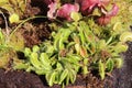 Venus flytrap Royalty Free Stock Photo