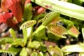 Venus Flytraps Royalty Free Stock Photo