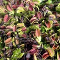 venus flytraps Royalty Free Stock Photo