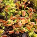 venus flytraps seedling Royalty Free Stock Photo