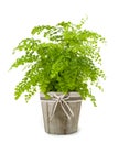 Venus hair fern