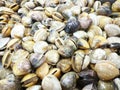 Venus shell at fresh-food market Royalty Free Stock Photo